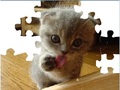 Cute Cat Puzzle грати онлайн