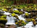 Ліс водоспад грати онлайн